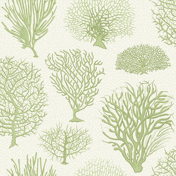 Seafern in Soft Green Wallpaper by Cole & Son