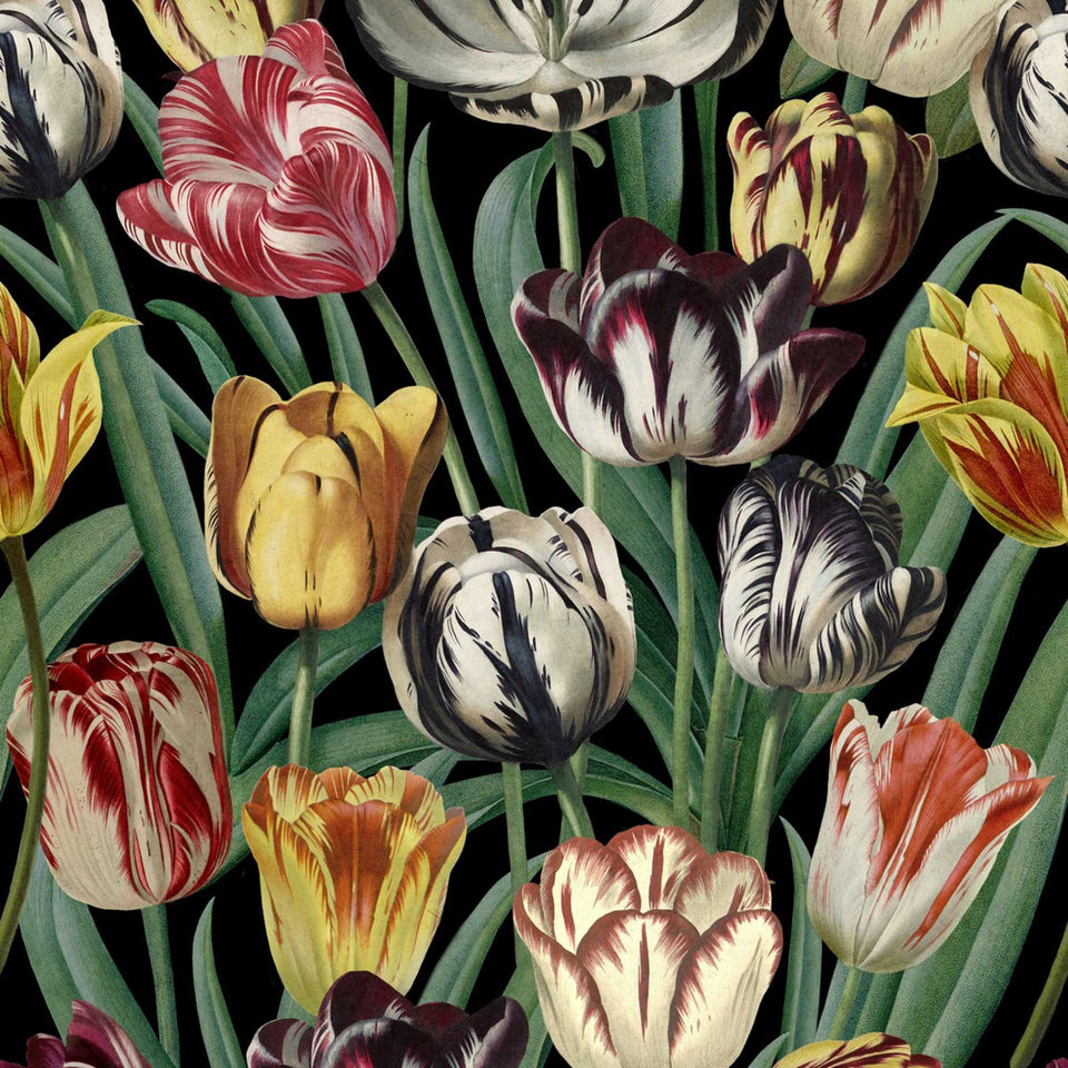Tulipa Wallpaper by MINDTHEGAP