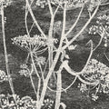 Cole & Son Cow Parsley wallpaper in Soot & Snow — pattern