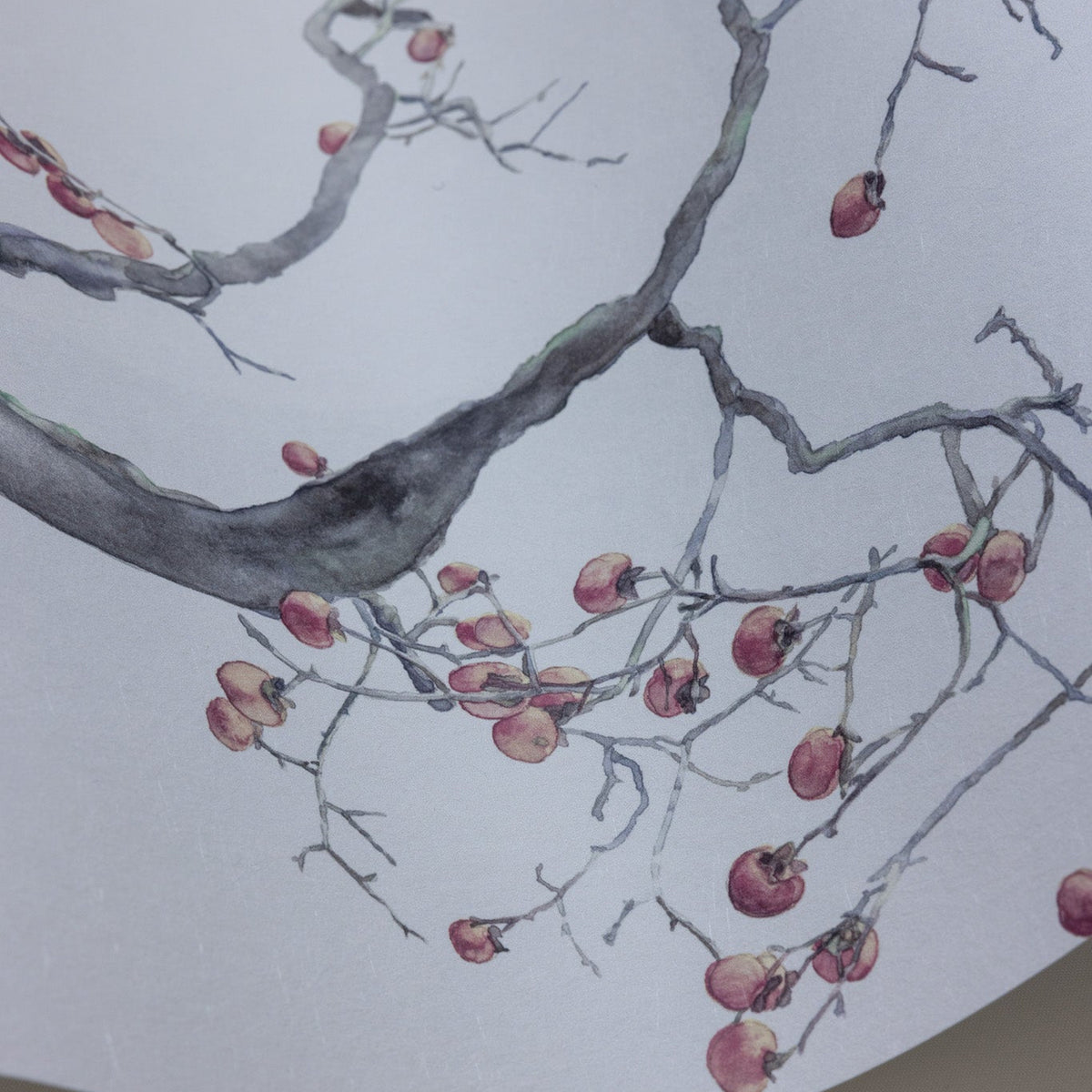 Cole & Son Kaki Persimmon wallpaper
