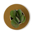 Graf Lantz Brine 10-inch round felt trivet beneath a potted succulent, viewed from above