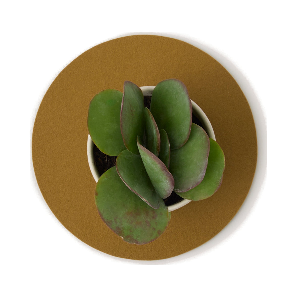 Graf Lantz Brine 10-inch round felt trivet beneath a potted succulent, viewed from above