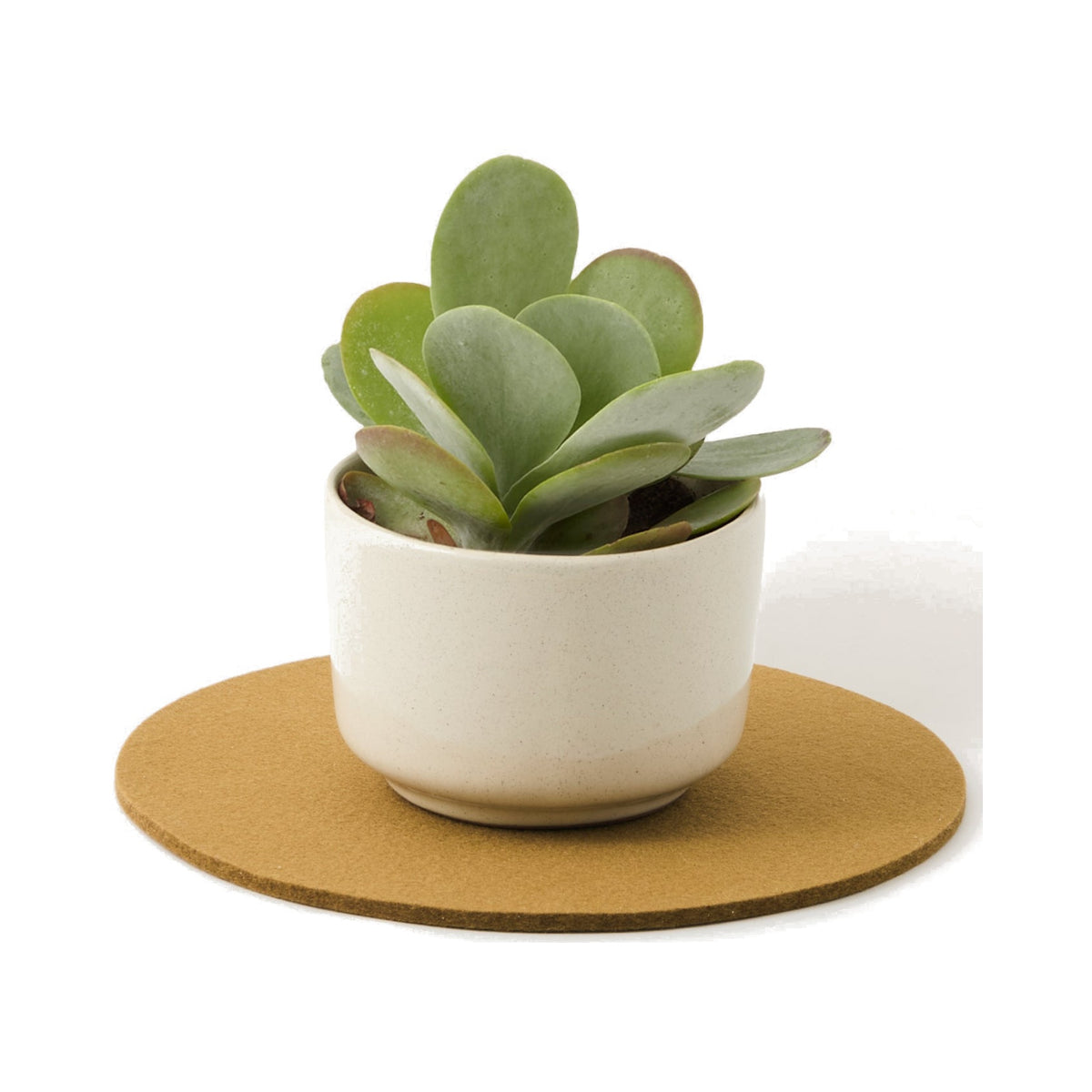 Graf Lantz Brine 10-inch round Merino wool trivet beneath a white succulent pot