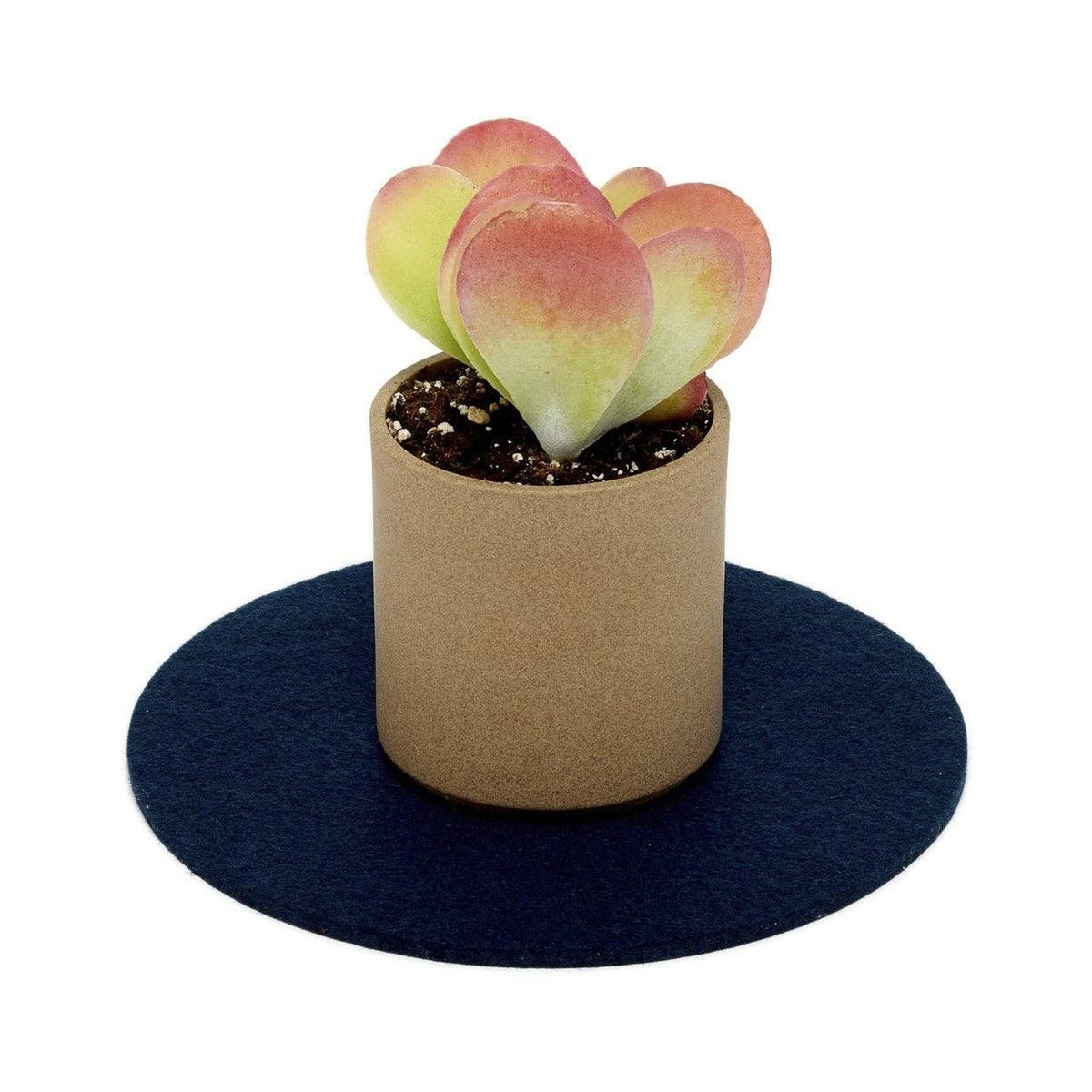 Graf Lantz Marine 8-inch round felt trivet beneath a potted succulent