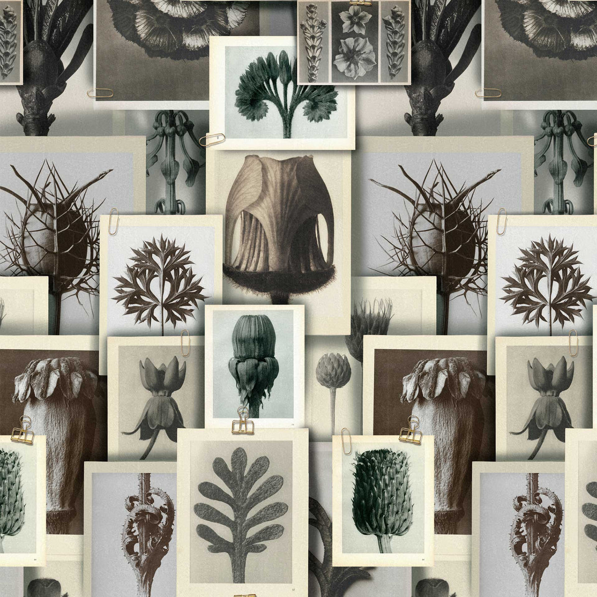 Blossfeldt's Art Forms Wallpaper by MINDTHEGAP