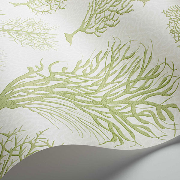 Seafern in Soft Green Wallpaper by Cole & Son