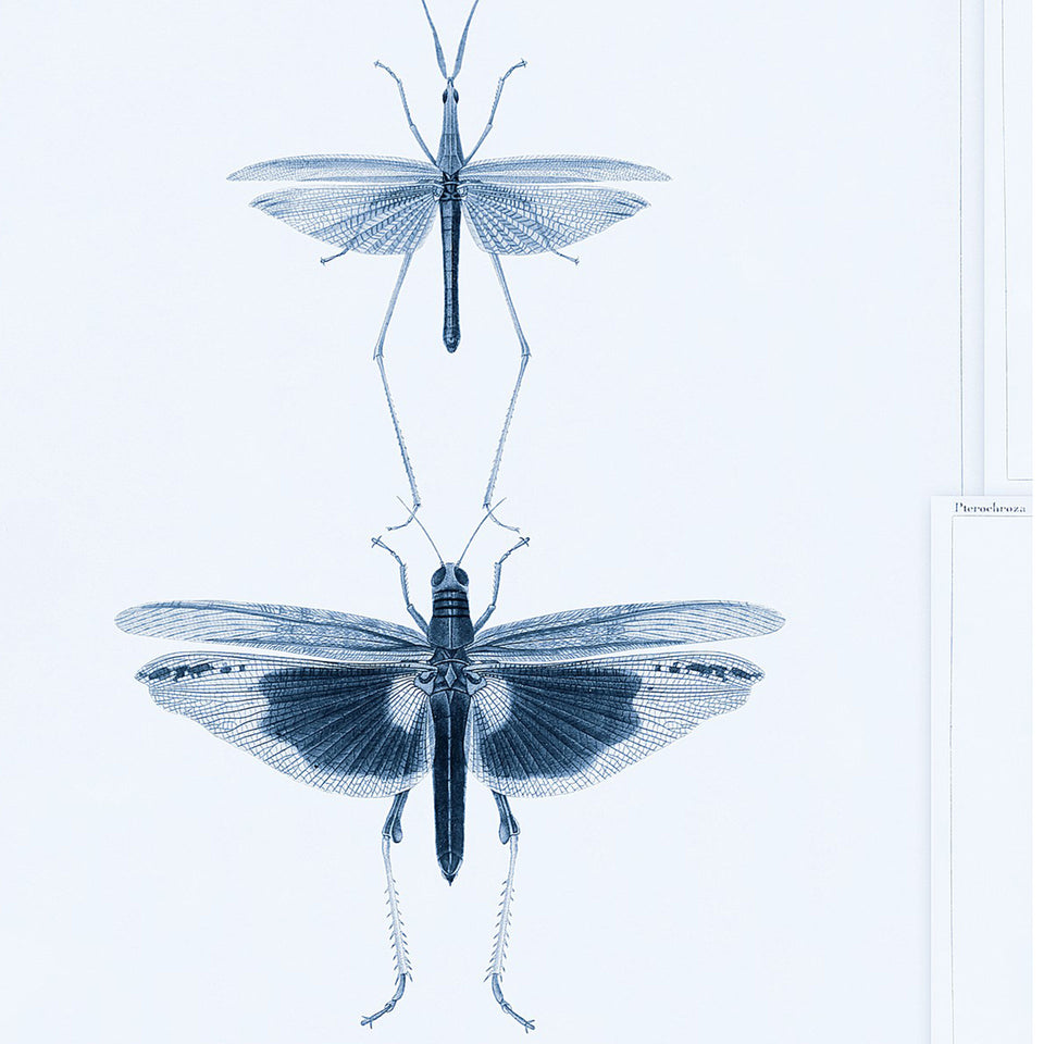 Entomology Wallpaper by MINDTHEGAP