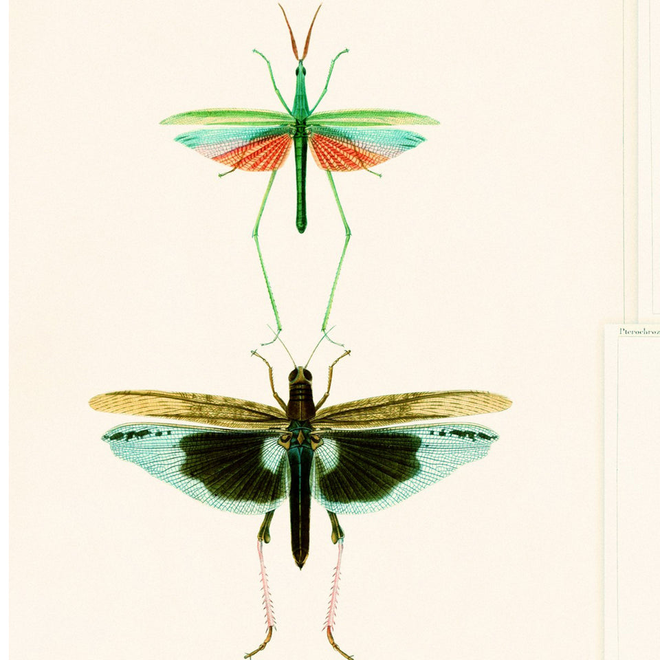 Entomology Wallpaper by MINDTHEGAP