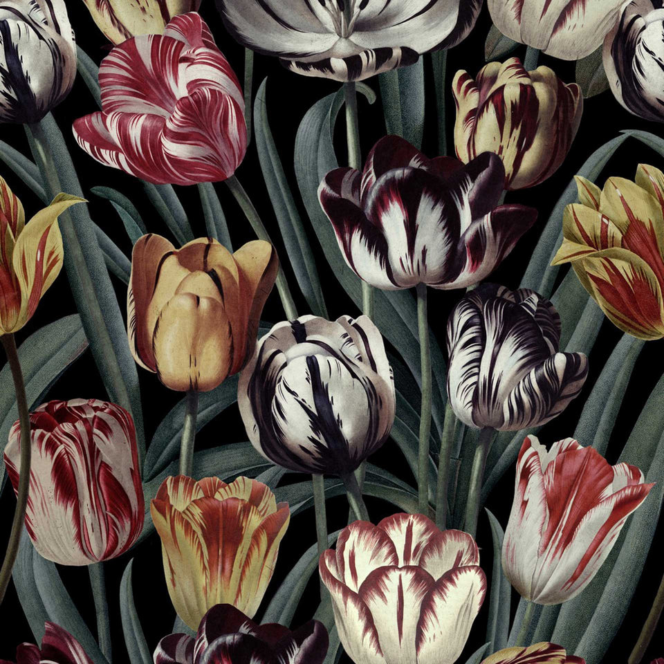Tulipa Wallpaper by MINDTHEGAP