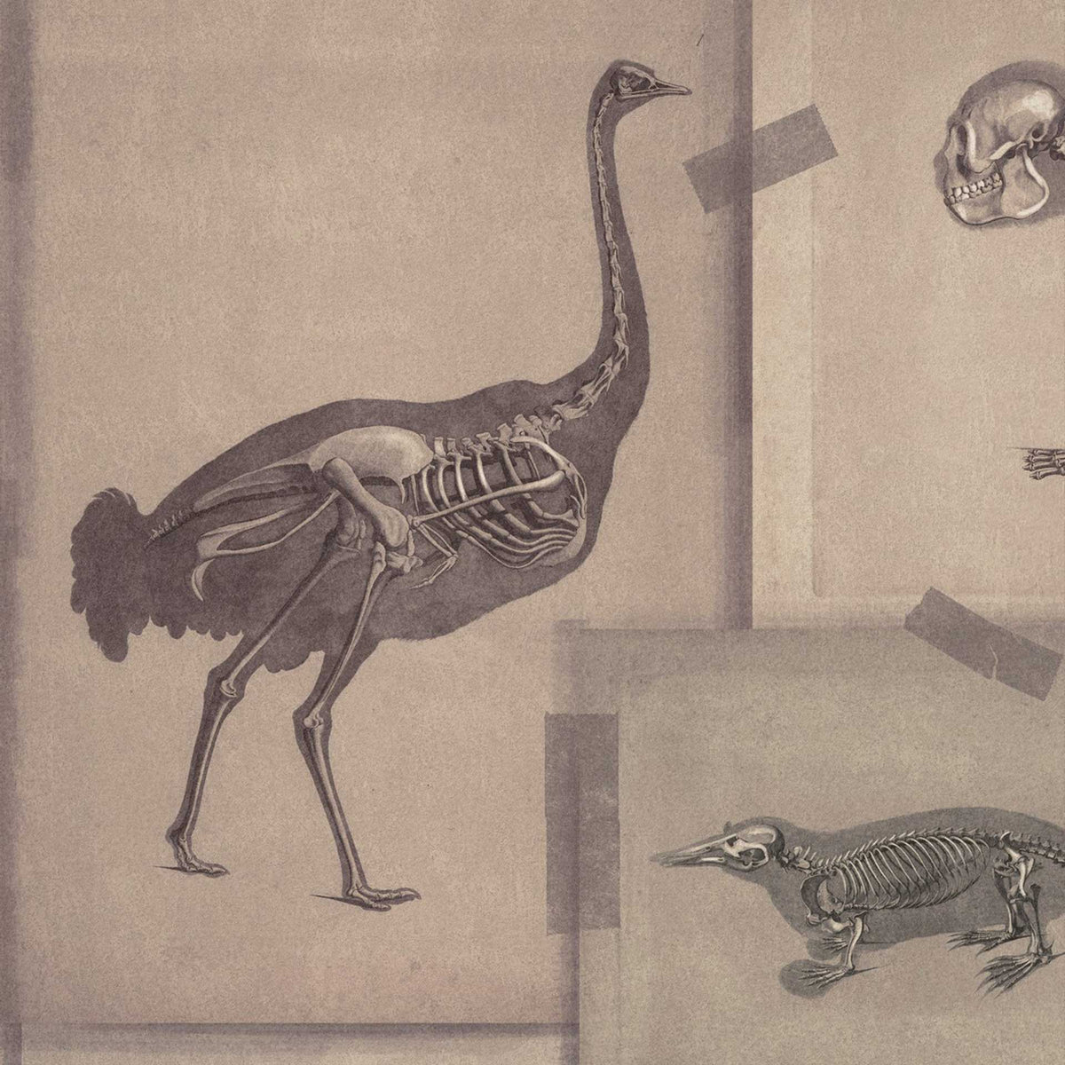 Zooarchaeology Wallpaper by MINDTHEGAP