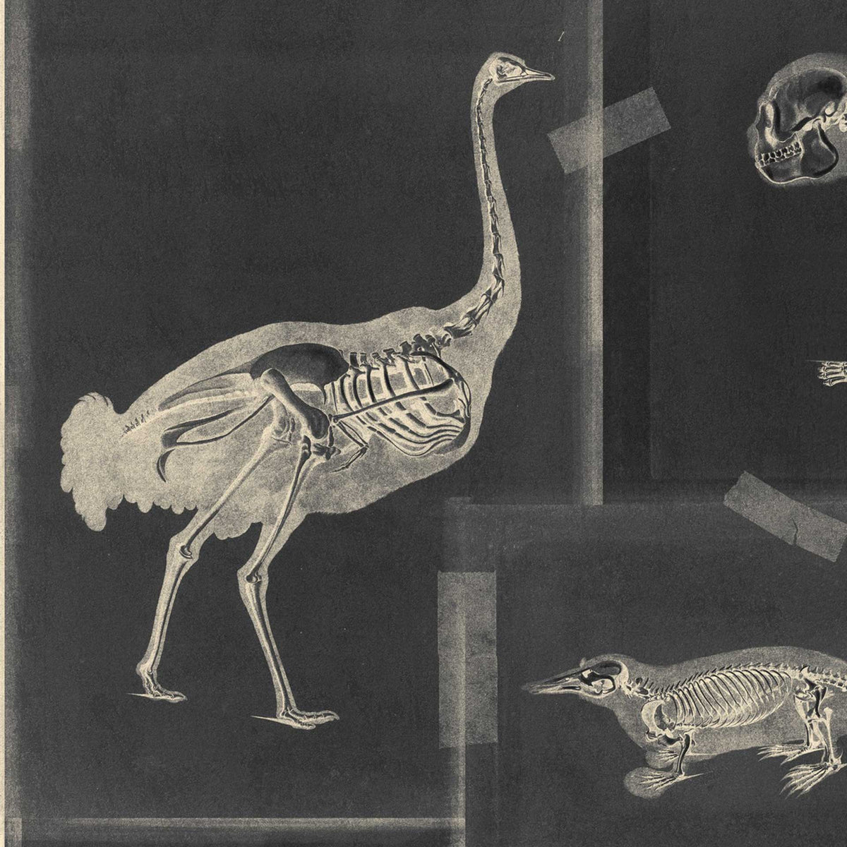 Zooarchaeology Wallpaper by MINDTHEGAP